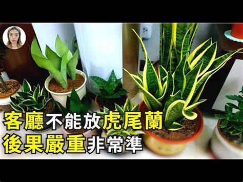 招財風水禁忌擺放虎尾蘭風水|【虎尾蘭風水】虎尾蘭風水指南：招財旺運、避厄除煞